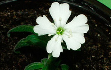 Silene stenophylla.